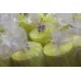 Hi Vis Fluorescent Fabric - Yellow - 25mtr Roll